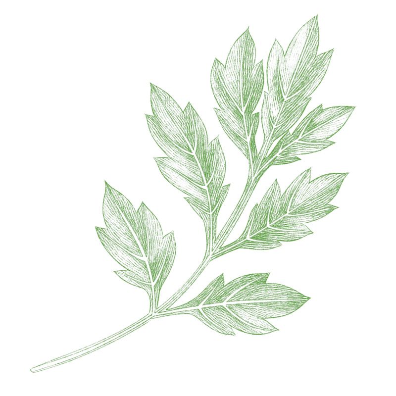 商品イメージイラスト